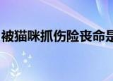 被猫咪抓伤险丧命是怎么回事养猫人士请注意