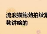 流浪猫鲍勃拍续集 续集内容是什么流浪猫鲍勃讲啥的