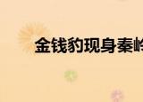 金钱豹现身秦岭意味着什么是金钱豹