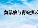 黄鼠狼与青蛇撕咬居民激情解说 具体详情