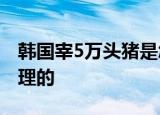 韩国宰5万头猪是怎么回事宰掉的猪是怎么处理的