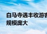 白马寺遇丰收游客帮僧人剥玉米 剥玉米大军规模庞大