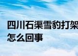 四川石渠雪豹打架什么情况石渠雪豹打架这是怎么回事