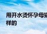 用开水烫怀孕母猫男子被开除 事情经过是怎样的
