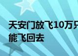 天安门放飞10万只鸽子是借的 95%的鸽子都能飞回去