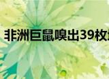 非洲巨鼠嗅出39枚地雷获奖章 鼠界最强王者