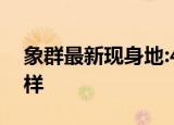 象群最新现身地:4吨美味只剩残渣 具体怎么样