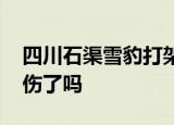四川石渠雪豹打架 什么是雪豹为什么打架受伤了吗