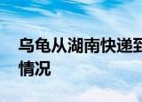 乌龟从湖南快递到东北冻成乌龟干 这是什么情况