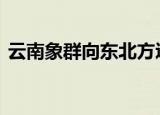 云南象群向东北方迂回移动 目前是什么情况