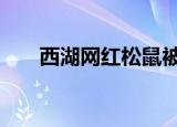 西湖网红松鼠被鹰抓走 这是什么画面