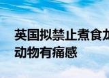 英国拟禁止煮食龙虾螃蟹等活物 只因无脊椎动物有痛感