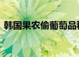 韩国果农偷葡萄品种后诡辩 到底是怎么回事