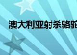 澳大利亚射杀骆驼 原因是什么射杀了多少
