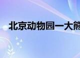 北京动物园一大熊猫越狱 它是怎么做到的
