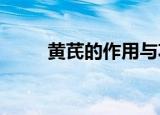 黄芪的作用与功效黄芪是什么东西