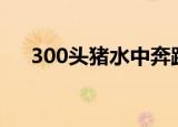 300头猪水中奔跑 场面令网友纷纷看呆