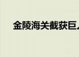 金陵海关截获巨人粉红脚蜘蛛 具体详情