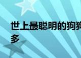 世上最聪明的狗狗去世 网友：词汇量比我还多