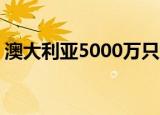 澳大利亚5000万只红蟹迁徙 这种红蟹能吃吗