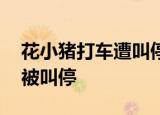 花小猪打车遭叫停 具体原因是什么为什么会被叫停