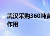 武汉采购360吨黄豆来抗洪 声称其对漏水有作用