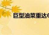 巨型油菜重达62公斤 到底长什么样