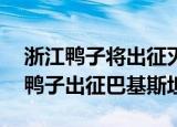 浙江鸭子将出征灭蝗什么情况浙江派10万只鸭子出征巴基斯坦