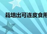 栽培出可连皮食用香蕉 具体详情售价如何