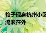 豹子现身杭州小区 系从动物园出逃 还有两只流浪在外