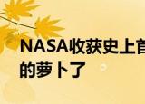 NASA收获史上首批太空萝卜 这大概是最贵的萝卜了