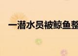 一潜水员被鲸鱼整个吞下 到底发生了什么
