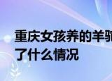 重庆女孩养的羊驼偷吃辣椒面 这是入乡随俗了什么情况