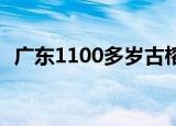 广东1100多岁古榕树倒塌 万幸无人员伤亡