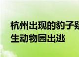 杭州出现的豹子疑现身小区 豹子有可能从野生动物园出逃