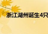 浙江湖州诞生4只小金虎 小生命太阔爱了