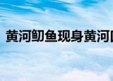 黄河鱽鱼现身黄河口 震惊绝迹多年再次现身