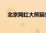 北京网红大熊猫突然“头秃” 具体详情