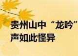 贵州山中“龙吟”初步认定为鸟叫 什么鸟叫声如此怪异