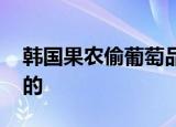 韩国果农偷葡萄品种后诡辩 网民是如何嘲讽的