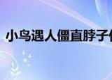 小鸟遇人僵直脖子伪装枯草 具体是怎么回事