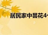 居民家中昙花4个月开了3次 简直罕见