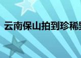 云南保山拍到珍稀野生动物云猫 云猫长啥样