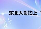 东北大哥钓上“金蟾抱鲤” 具体详情