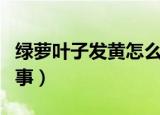 绿萝叶子发黄怎么养护（绿萝叶子发黄怎么回事）