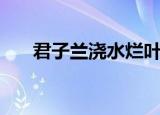 君子兰浇水烂叶怎么办（君子兰浇水）