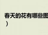春天的花有哪些图片和名称（春天的花有哪些）