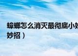 蟑螂怎么消灭最彻底小妙招小苏打（蟑螂怎么消灭最彻底小妙招）