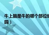 牛上脑是牛的哪个部位蚂蚁庄园（牛上脑是哪个部位蚂蚁庄园）