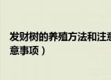 发财树的养殖方法和注意事项冬季（发财树的养殖方法和注意事项）